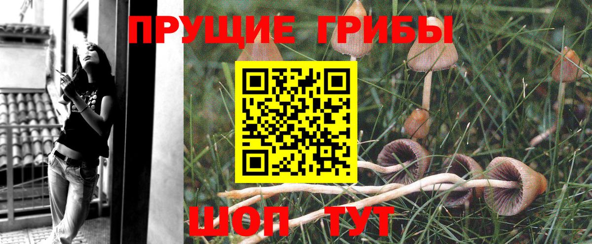 Псилоцибиновые грибы Psilocybine cubensis  Вход с VPN  Энгельс 